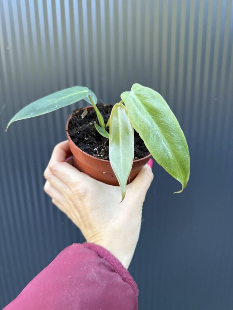Philodendron Spiritus Sancti Philodendron Spiritus Sancti