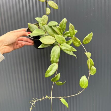 Hoya Fitchii