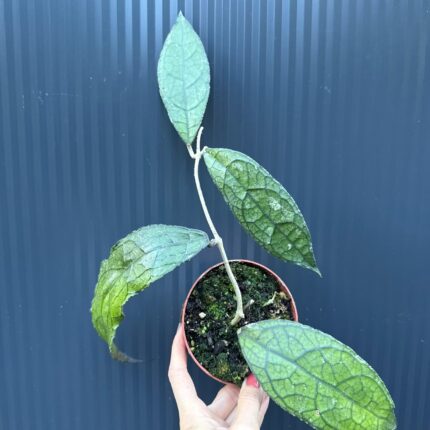 Hoya Clemensiorum Dark Leaf