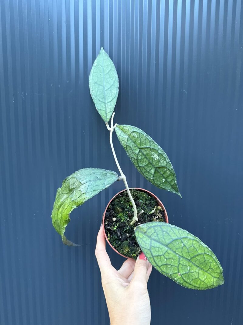 Hoya Clemensiorum Dark Leaf