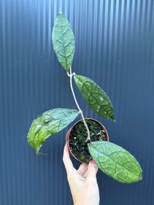Hoya Clemensiorum Dark Leaf