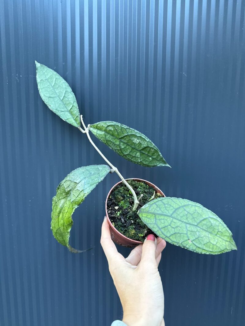 Hoya Clemensiorum Dark Leaf