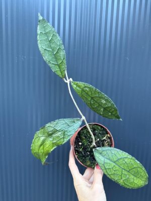 Hoya Clemensiorum Dark Leaf