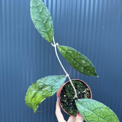 Hoya Clemensiorum Dark Leaf