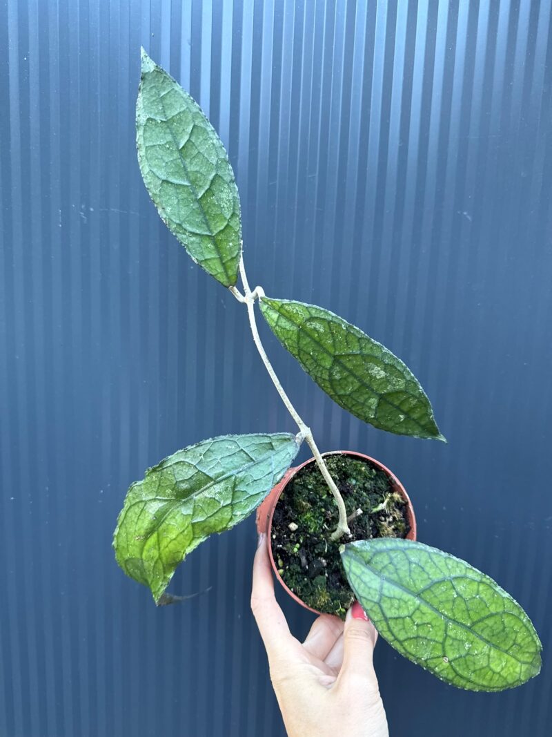 Hoya Clemensiorum Dark Leaf