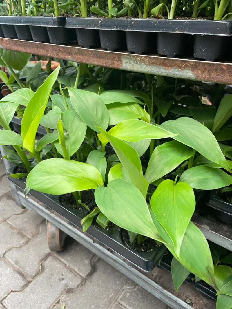 Musa Basjoo
