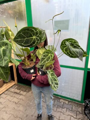 Anthurium Forgetii