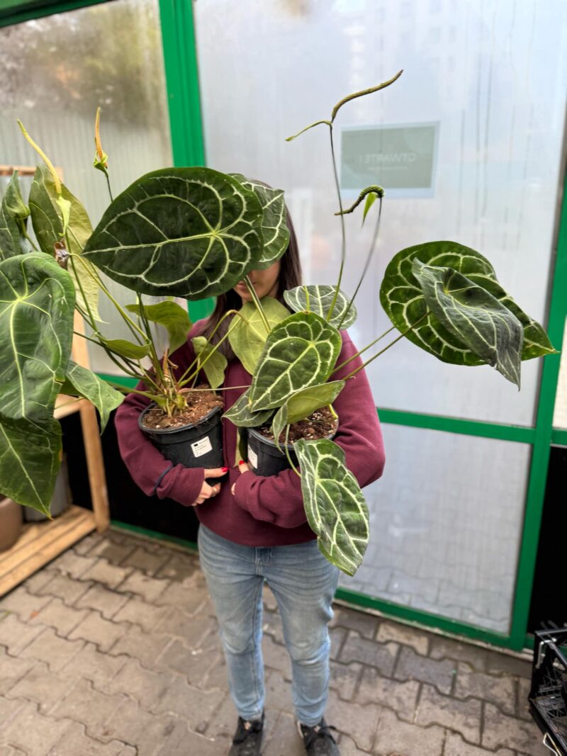 Anthurium Forgetii