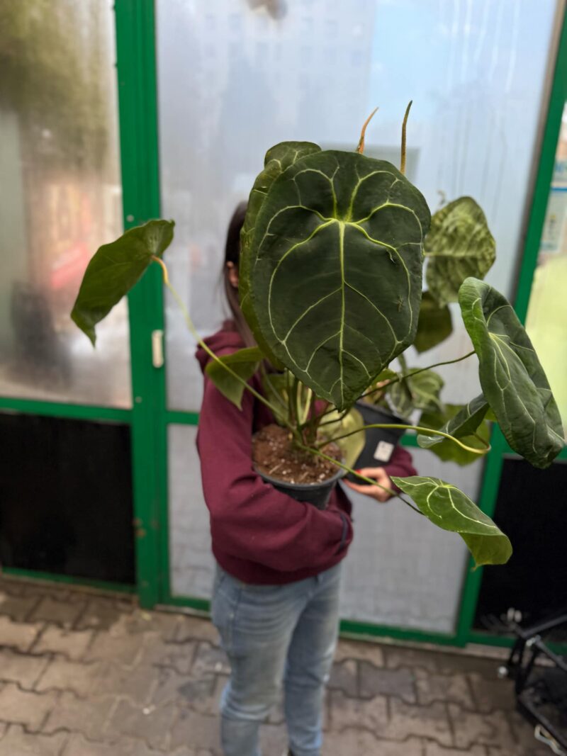 Anthurium Forgetii