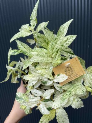 Pellionia Repens variegata