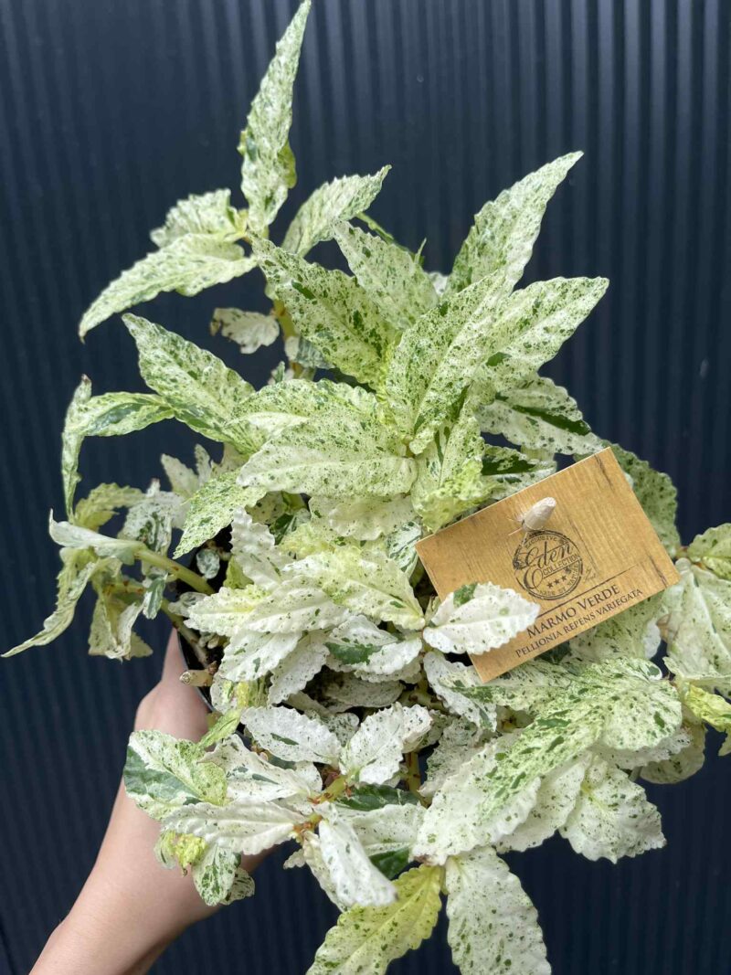 Pellionia Repens variegata