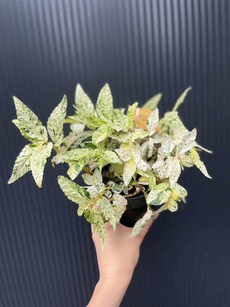 Pellionia Repens variegata