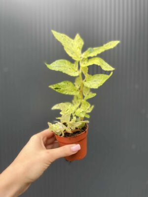 Pellionia Repens variegata