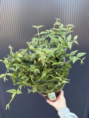 Hoya Bella