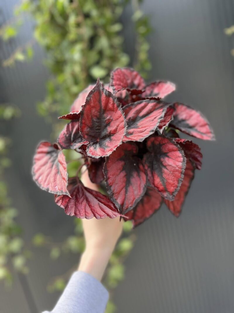 Begonia rex ‘Red Kiss’