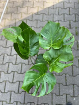 Monstera deliciosa