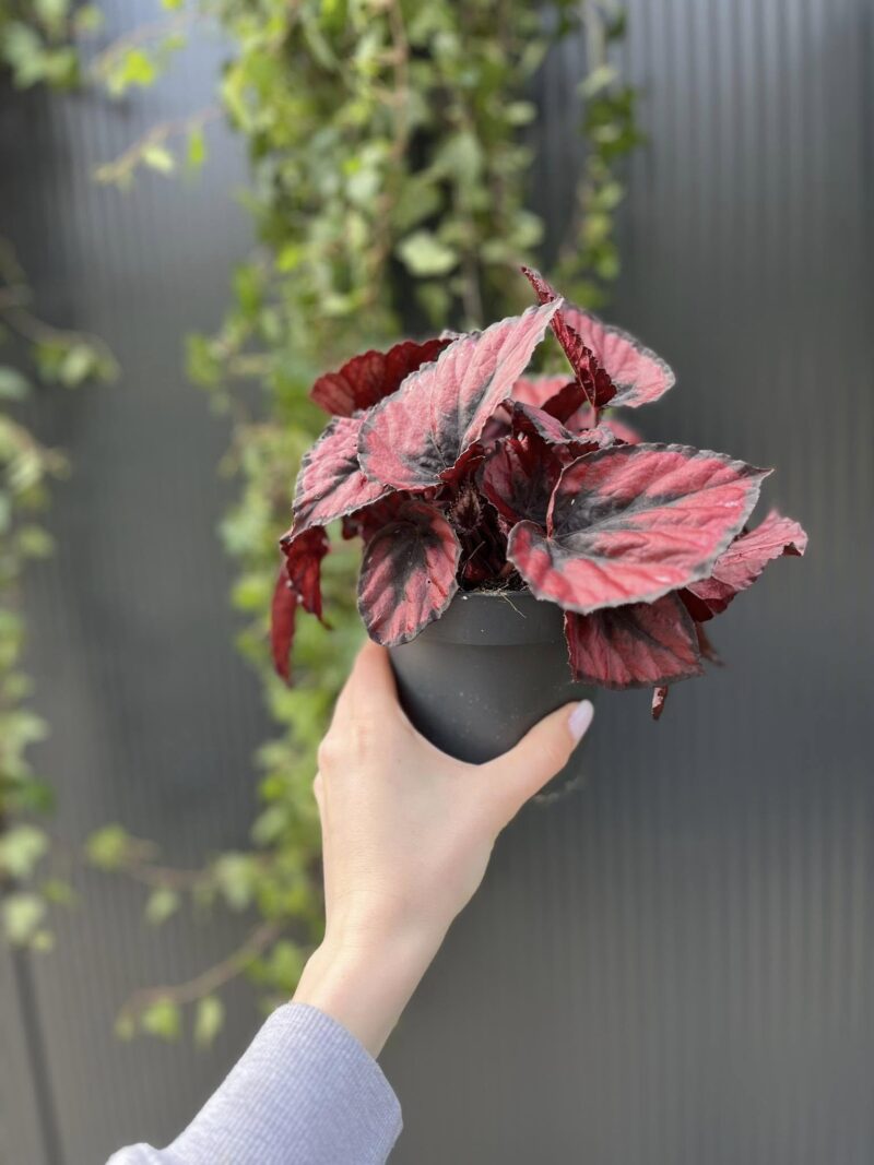 Begonia rex ‘Red Kiss’