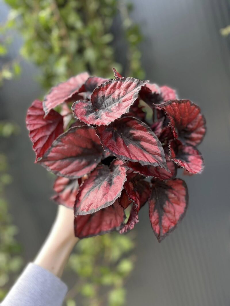 Begonia rex ‘Red Kiss’ Begonia rex ‘Red Kiss’