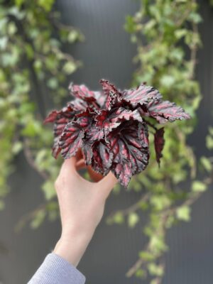 Begonia rex Etna