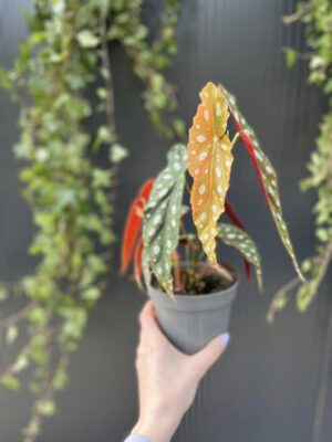 Begonia Maculata – Begonia koralowa