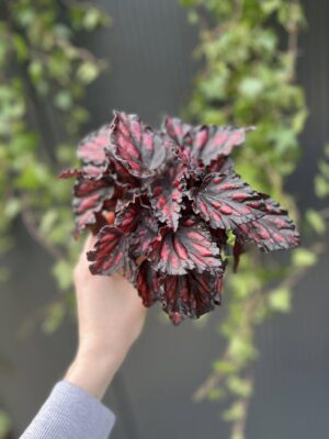 Begonia rex Etna