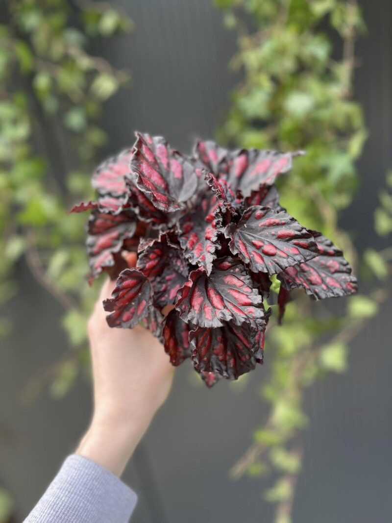 Begonia rex Etna