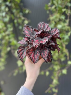 Begonia rex Etna