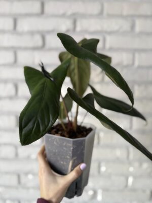 Anthurium Papillilaminum Ree Garden x Sp Napo