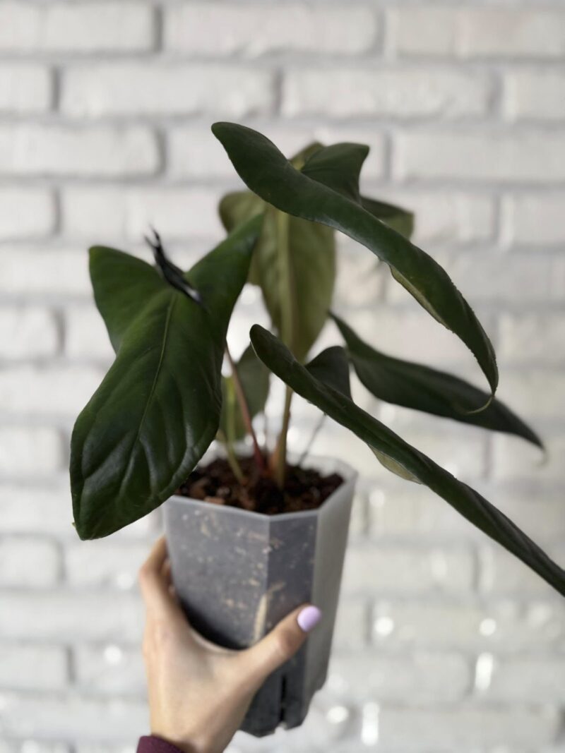 Anthurium Papillilaminum Ree Garden x Sp Napo