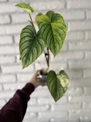 Philodendron Mamei Variegata