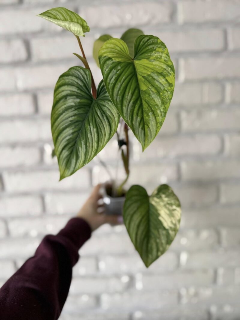 Philodendron Mamei Variegata