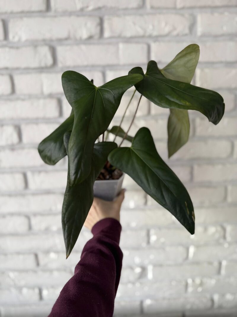 Anthurium Papillilaminum Ree Garden x Sp Napo Anthurium Papillilaminum Ree Garden x Sp Napo