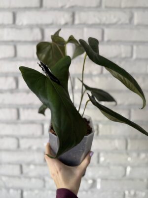 Anthurium Papillilaminum Ree Garden x Sp Napo