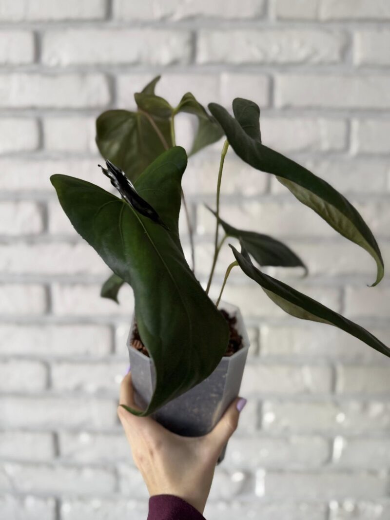 Anthurium Papillilaminum Ree Garden x Sp Napo