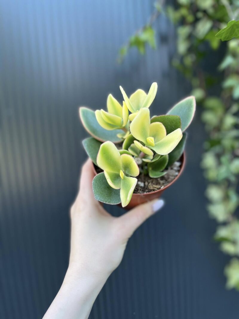 Crassuna Ovata Jade Crassuna Ovata Jade