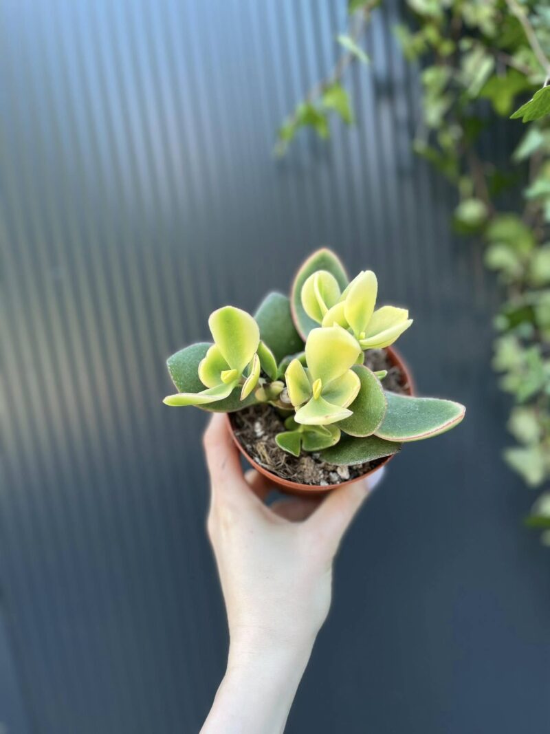 Crassuna Ovata Jade