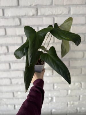 Anthurium Papillilaminum Ree Garden x Sp Napo