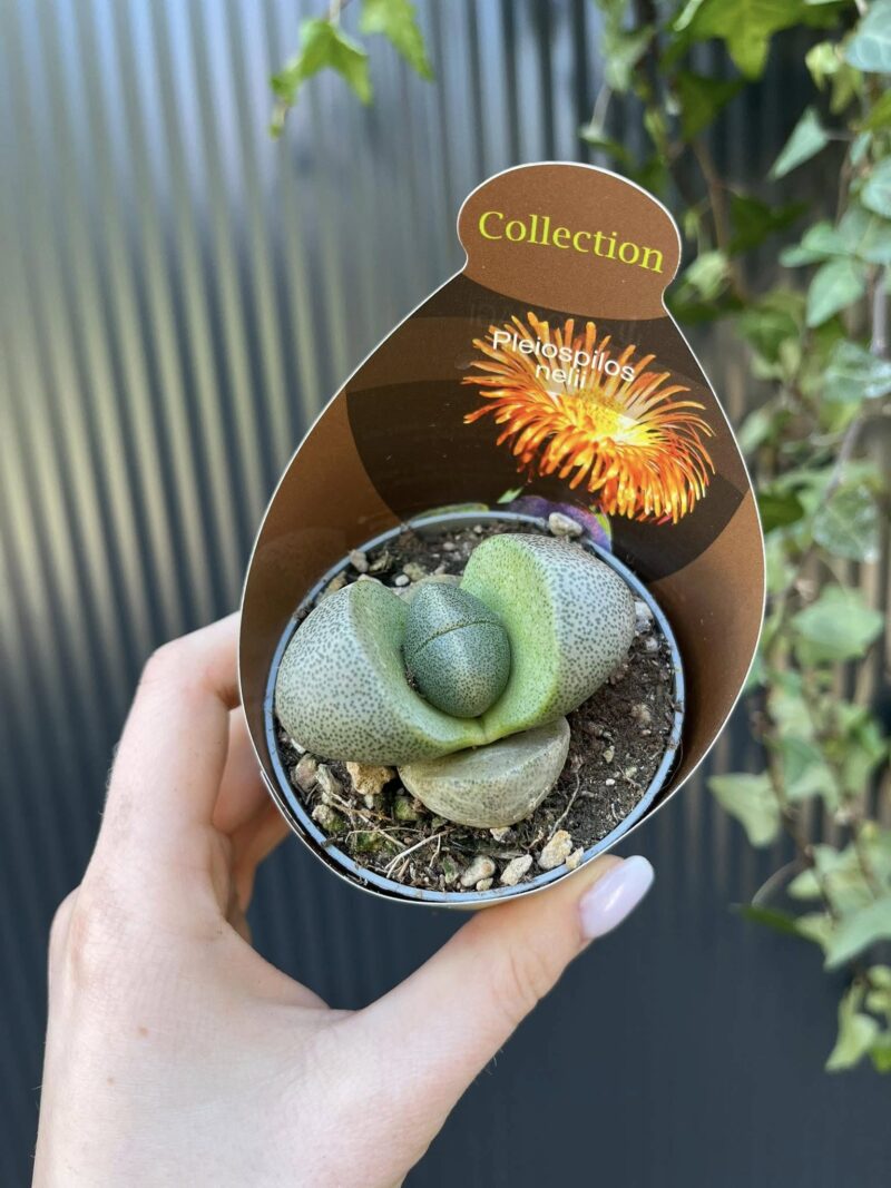Pleiospilos nelii