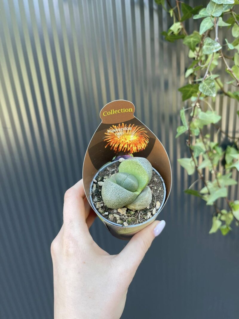 Pleiospilos nelii