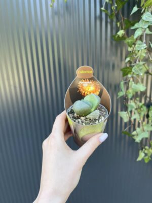 Pleiospilos nelii