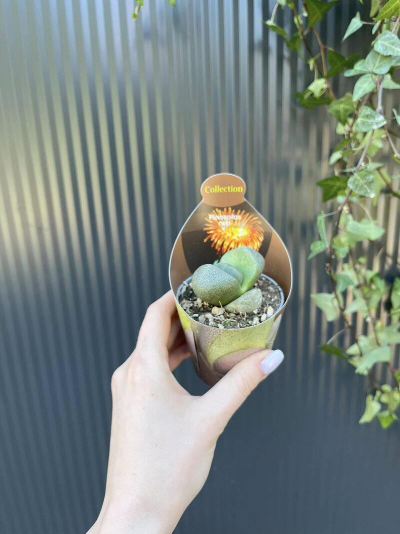 Pleiospilos nelii