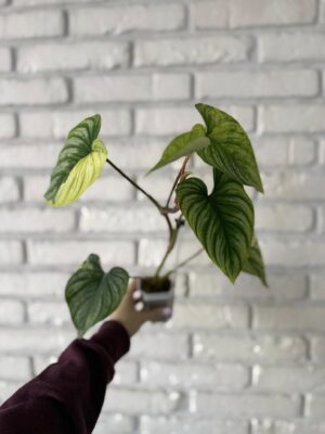 Philodendron Mamei Variegata