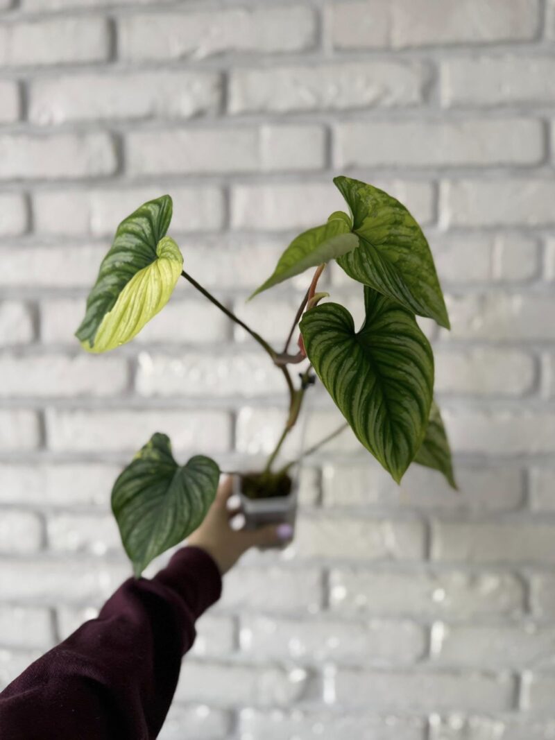 Philodendron Mamei Variegata