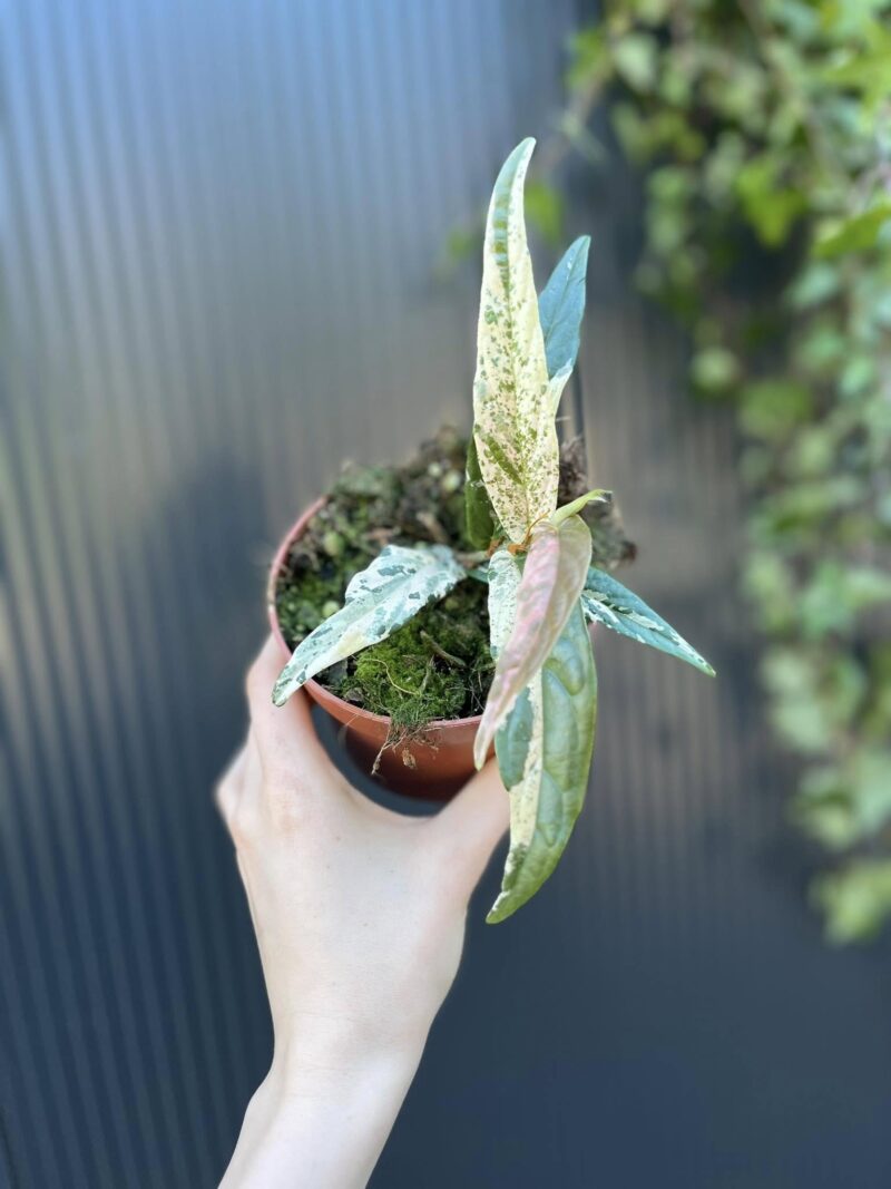 Ficus Sagittata ‘Pink Variegata’