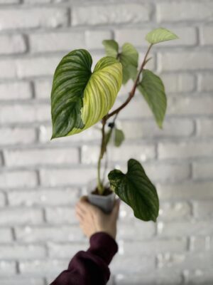 Philodendron Mamei Variegata