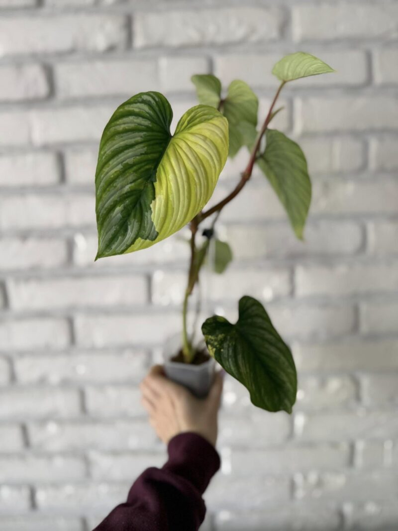 Philodendron Mamei Variegata