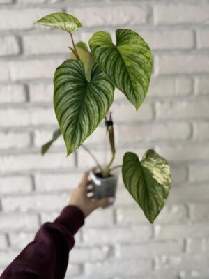 Philodendron Mamei Variegata