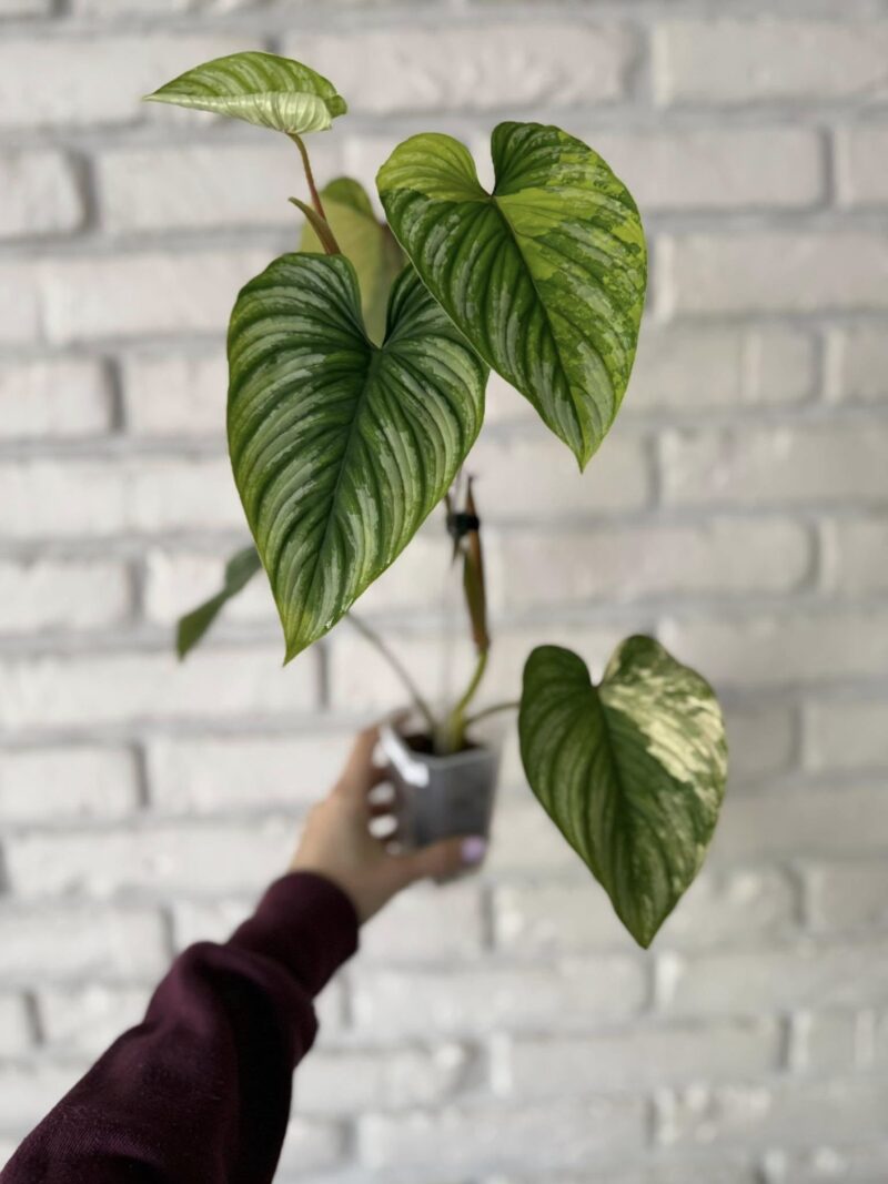 Philodendron Mamei Variegata