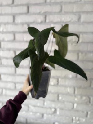 Anthurium Papillilaminum Ree Garden x Sp Napo