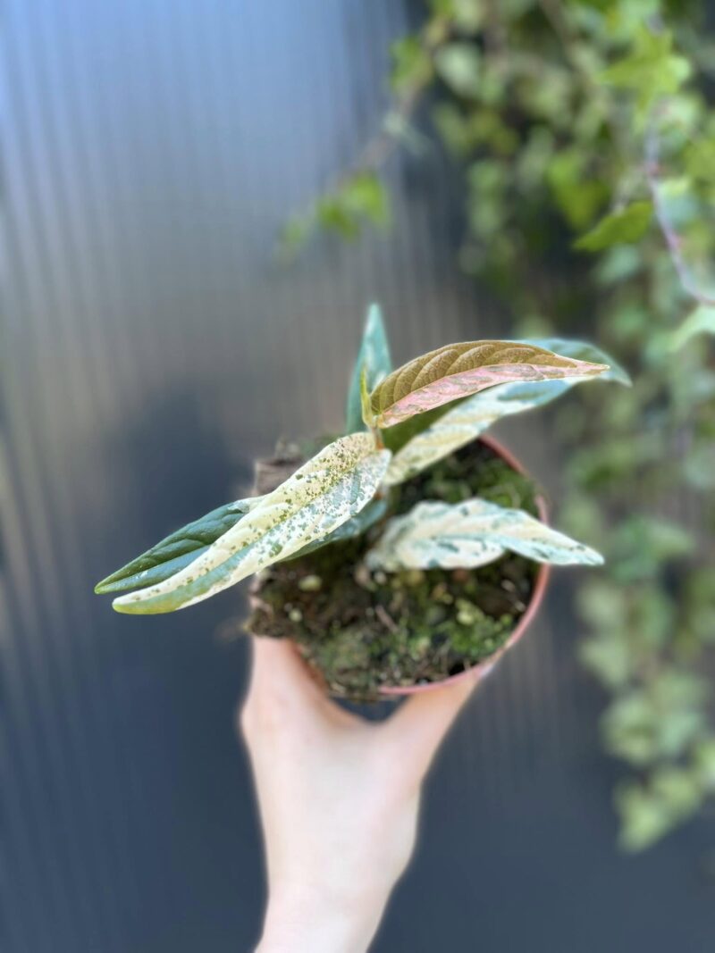 Ficus Sagittata ‘Pink Variegata’ Ficus Sagittata ‘Pink Variegata’